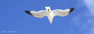 Flying into summer with hot tales and romantic suspense
