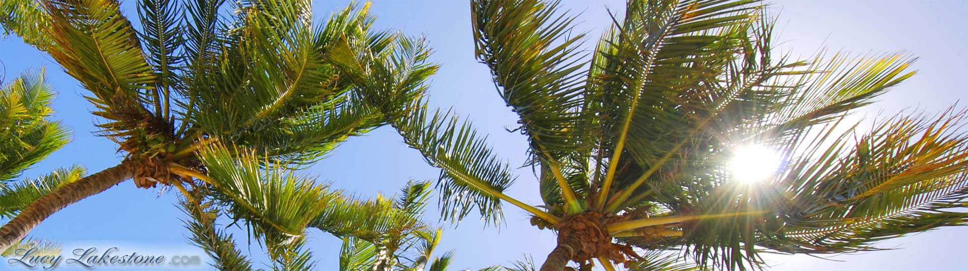 palmsunpanorama